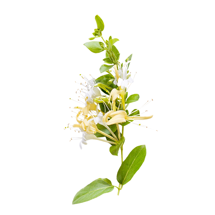 Honeysuckle - Soft and airy, it captures the scent of early evening air thick with blossoms.