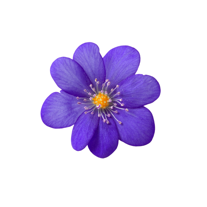 Violet. A fresh floral note with dewy and powdery facets.