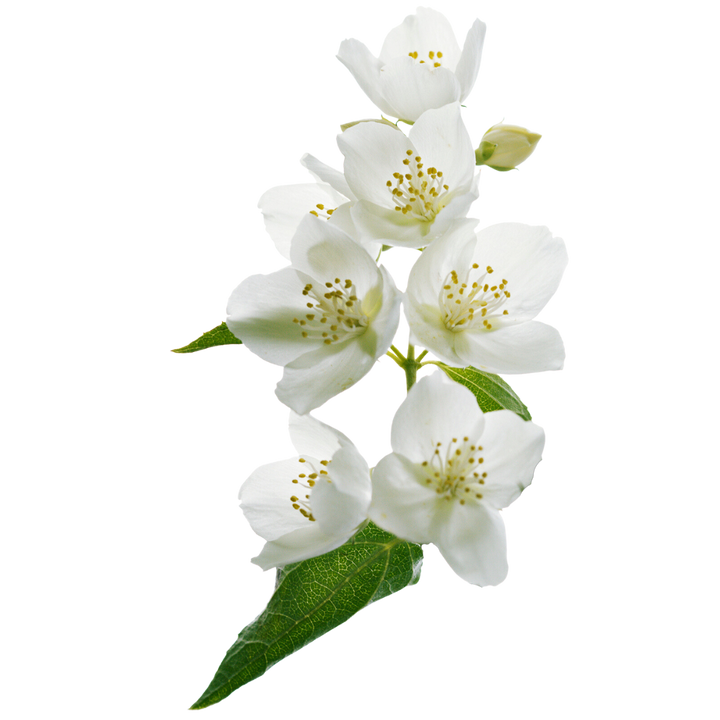 WHITE JASMINE - A royal presence, jasmine graces the perfume with its intensely sensual and captivating aroma. It brings a sense of warmth and opulence, evoking images of moonlit gardens and romantic evenings. This lush, sensual note infuses the fragrance with a sophisticated and alluring quality, making it unforgettable.