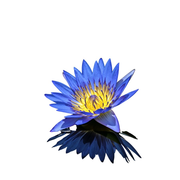 The water lily note is a captivating whisper of tranquility. Its aquatic floral aroma, balanced with a subtle greenness, paints a serene portrait of lily pads floating on a calm pond. It's a breath of fresh air, imbued with the soothing scent of tranquil waters.