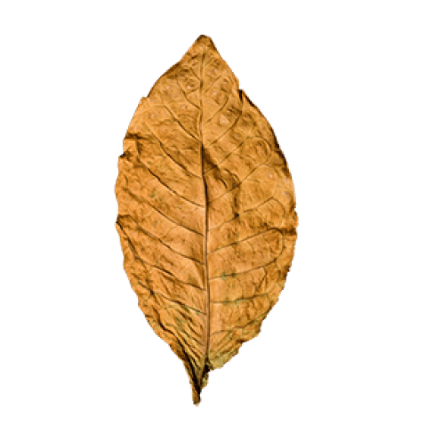 Used in Genesis as a subtle accent, tobacco adds a touch of masculinity and sophistication, with its rich and smoky aroma evoking a sense of warmth and comfort.