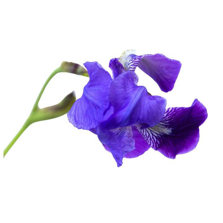 An earthy, powdery scent profile made from the root of the iris flower, considered by many to be the rarest perfume ingredient.