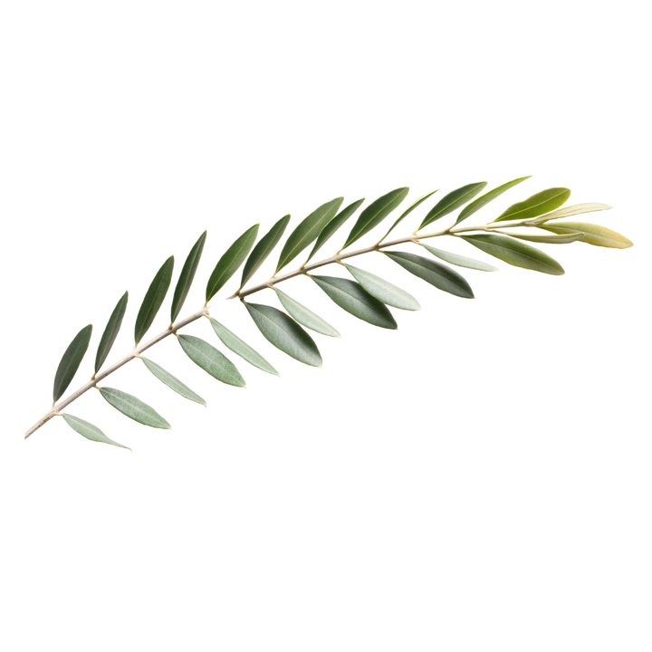 Olive Leaf: Olive leaf brings a unique aromatic depth, an intoxicating symphony of Mediterranean essence. Its verdant, slightly woody character, juxtaposed with a soothing herbal tonality, crafts an aura of peace and serenity. It is a touch of countryside, the elusive warmth of sunlight filtering through a canopy of trees.